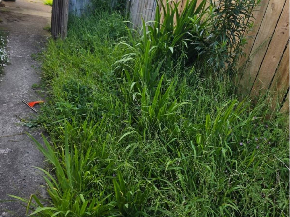 Before: fence-line garden bed