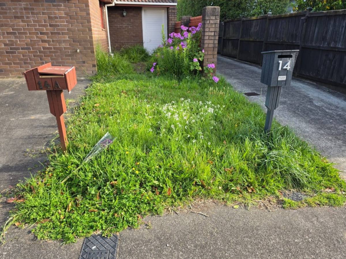 Before: front lawn and berm